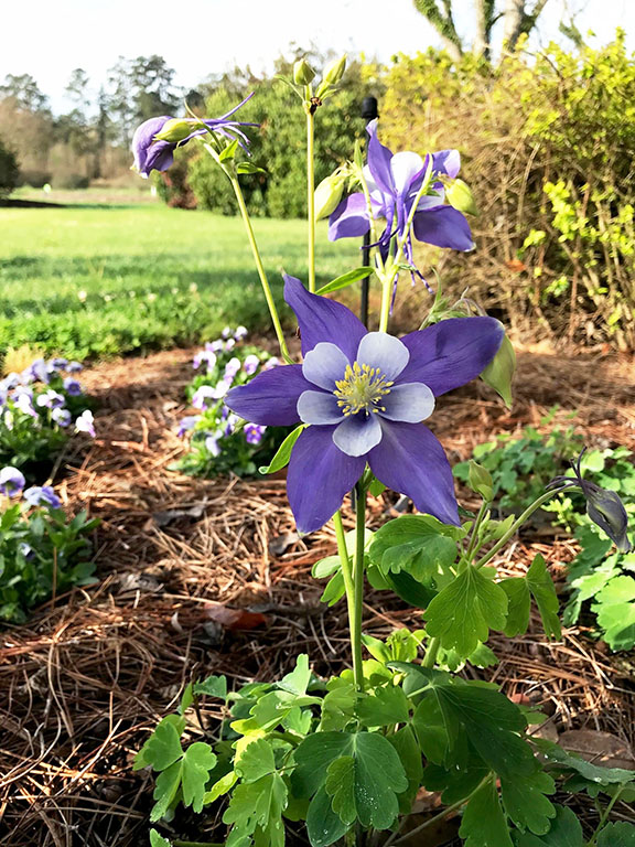 A purple flower grows on a bush in a landscaped area.